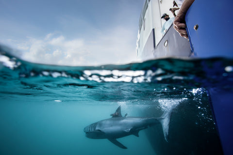 THE SHARKS THEY TRACK. THE MISSION THEY KNOW. NOW, A BRAND YOU CAN CARRY.